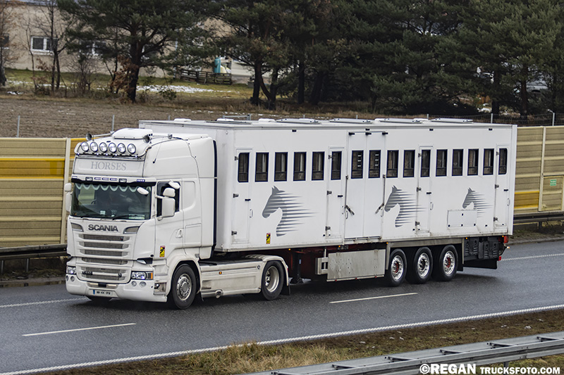 Scania R520 V8 Streamline - Konie Horses.jpg