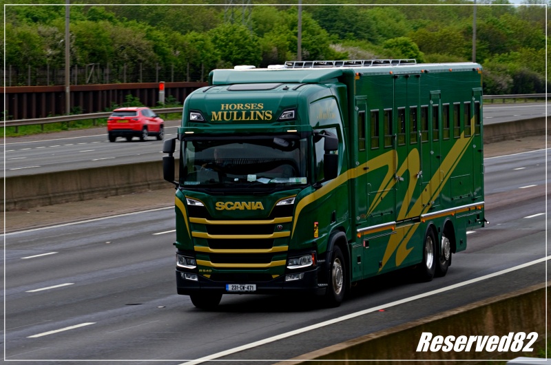Konie scania.jpg