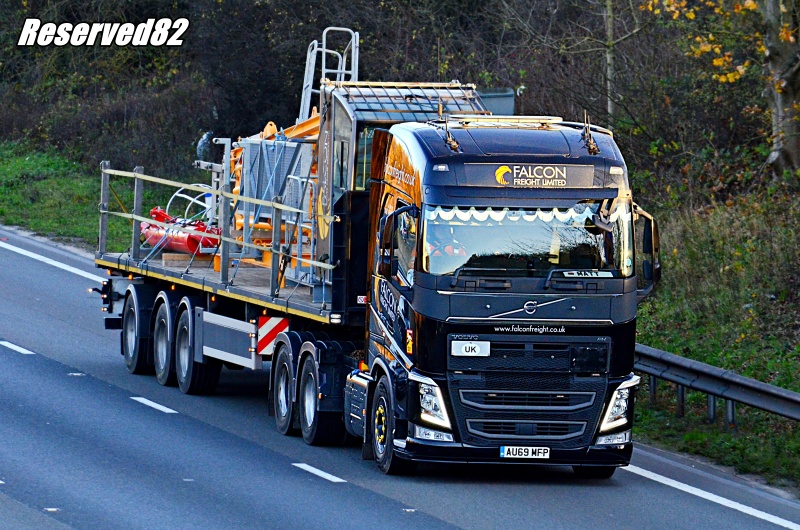 DSC_6974.JPG Falcon.JPG