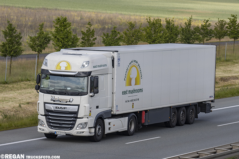 DAF XF - East Mushrooms.jpg