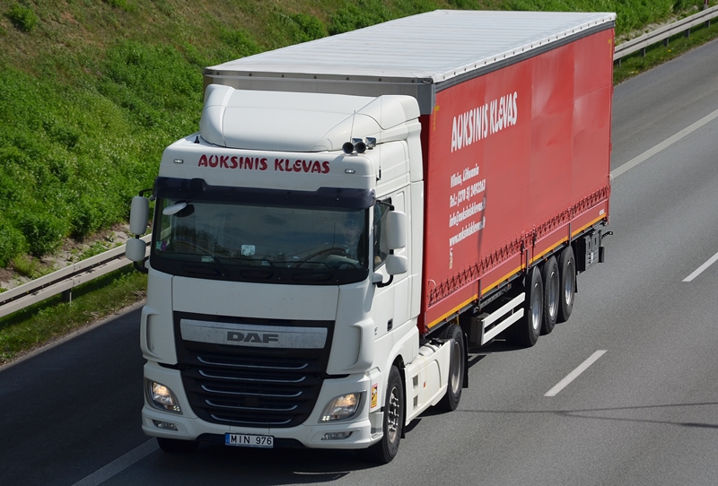 auksinis klevas 4.JPG